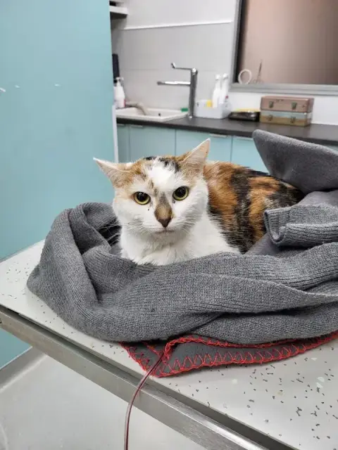 Veterinary clinic Lesson