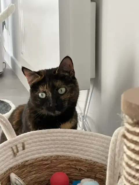 Au chat'O des minous