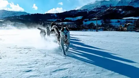 Travel Dog - Parc Nordique du Col de Manse