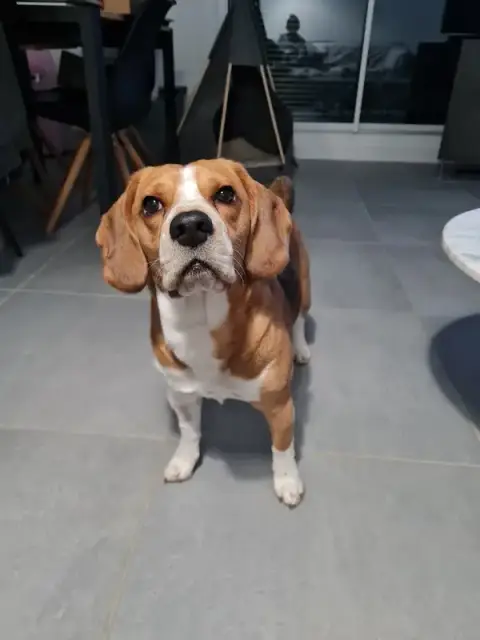 Françoise Bloch - Comprenez votre chien - Éducatrice et Comportementaliste canin Geneve - Educateur Saint-Julien-en-Genevois