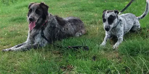 Petsitter33