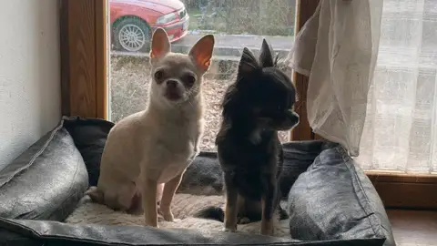 Garde d'animaux photo 2