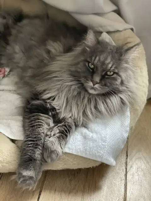 Mon Félin Paris, Comportementaliste Félin & Cat-sitter, à Paris