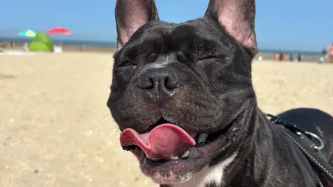 PETSITTER