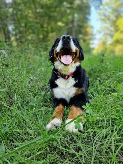 Dogs' N' Adventures