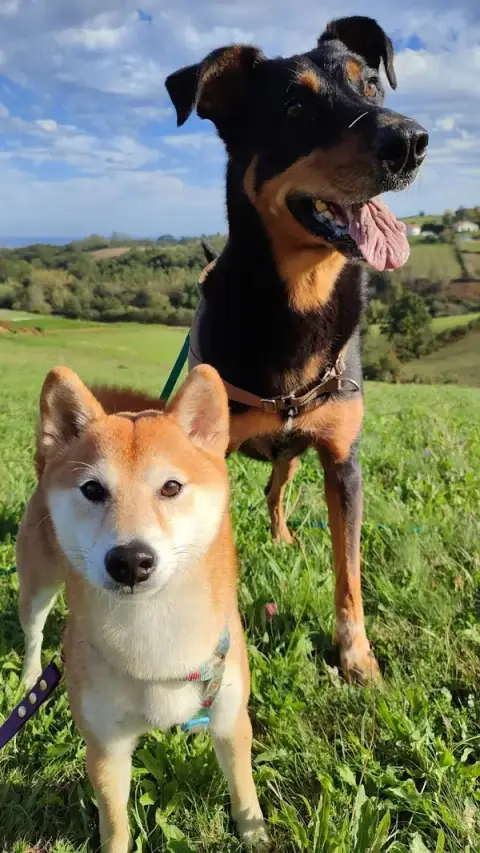 EuskAnimal