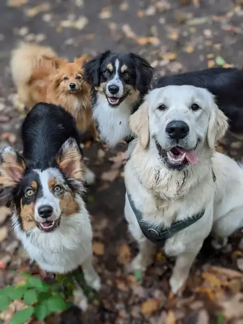 Marianne et Compagnons - Comportementaliste Chien & Chat et Educateur Canin