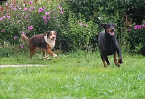 Auberge Canine et Féline de La Double