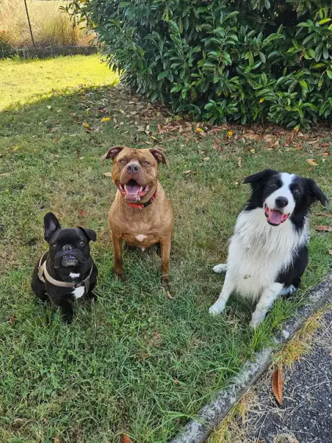 Côté Canin