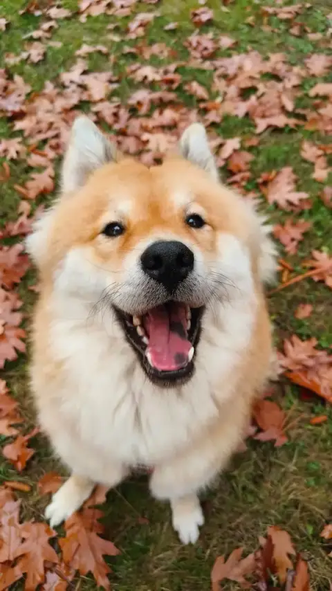 umami chiens et chats