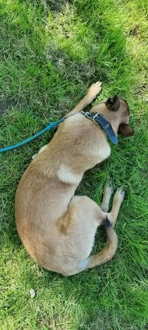 Club des Amis du chien de Sucy