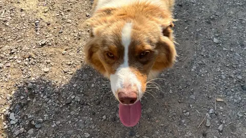 Je propose mes services pour votre animal