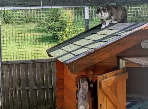 Pension Féline TOP CAT