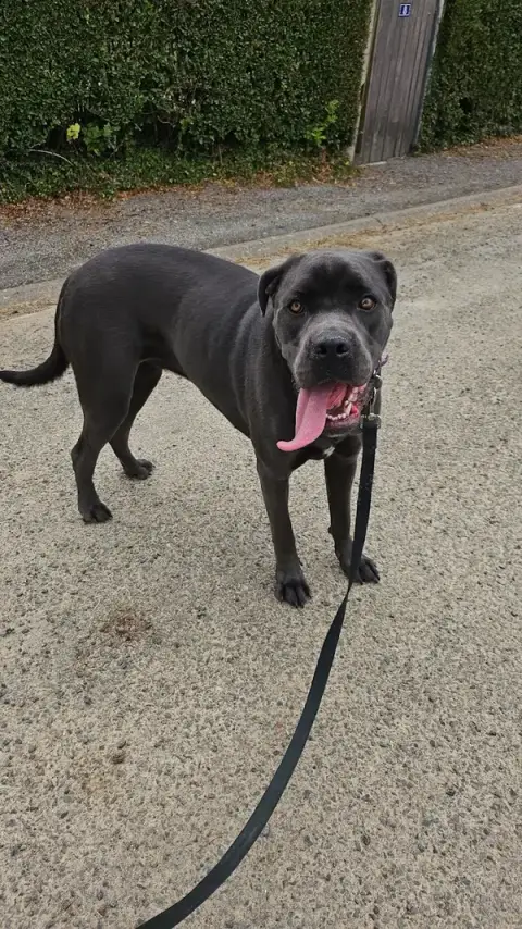 Murmure Dog