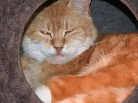 Cat's Attitude