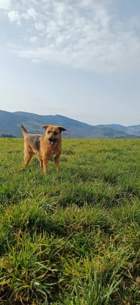 Garde à Woofs - Garde à Mious - Pension canine et féline Nord Ardèche