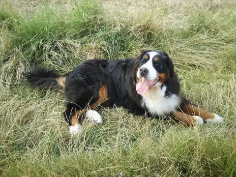 Nanny Dög
