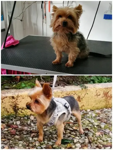 DOGTIF