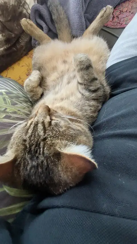 POILS AUX PATTES