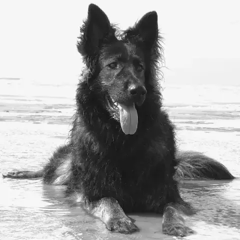 Ici Hela - Au service des animaux