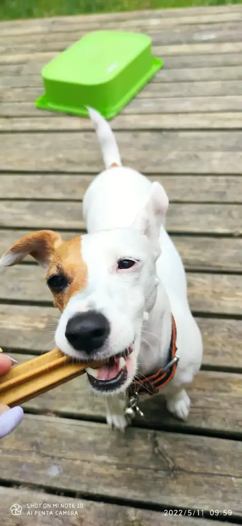 Dog's And Co - EI
