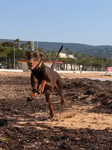 Eden Dog Education