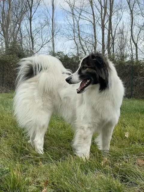 Pension Canine et Féline des Rouzilles ,éducateur canin et comportementaliste chien