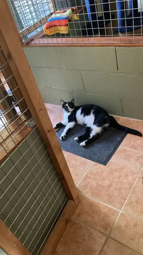 Pension chats Pruillé-le-Chétif