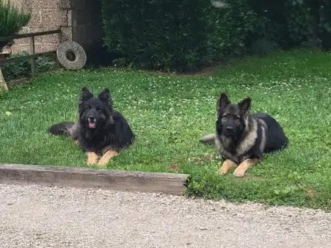 Laure SPERANZA Ecoute ton chien 21-39