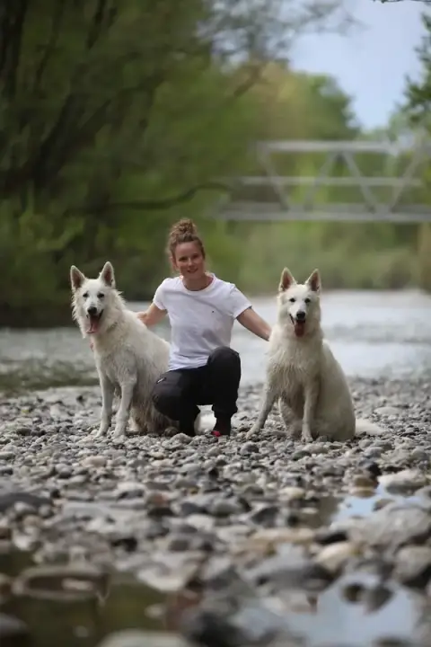 Chiens du Chéran