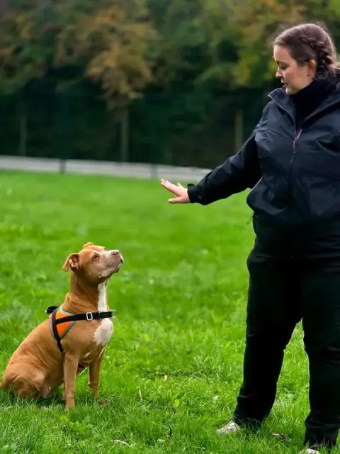 Cœur Canin