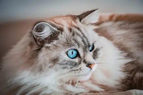 123 Moustaches - Cat-Sitting & Comportementaliste Félin à Paris