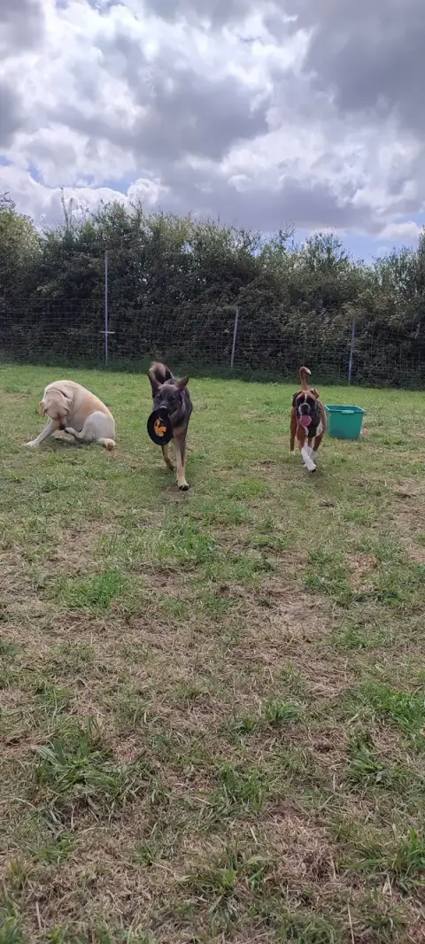 Garderie canine FeverEduc