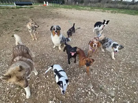 Happydog’s 66