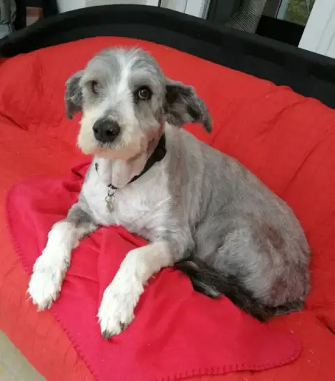Model's Canin