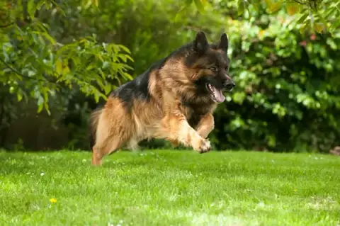 Elevage, pension et éducation canine Combe Delacquis