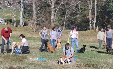 Éducateur canin Saint-Étienne RespectDogs