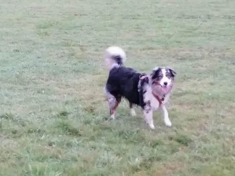 A'Crocs Education Canine