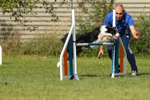 Sports et Loisirs Canins de Torcy