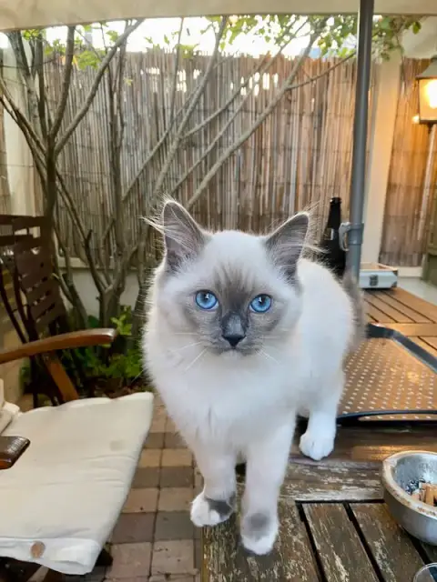 Castel Pets | Pet-sitter | Chatterie Ragdoll De Castel Breizh | Visite à domicile | Chateaugiron | Rennes & alentours