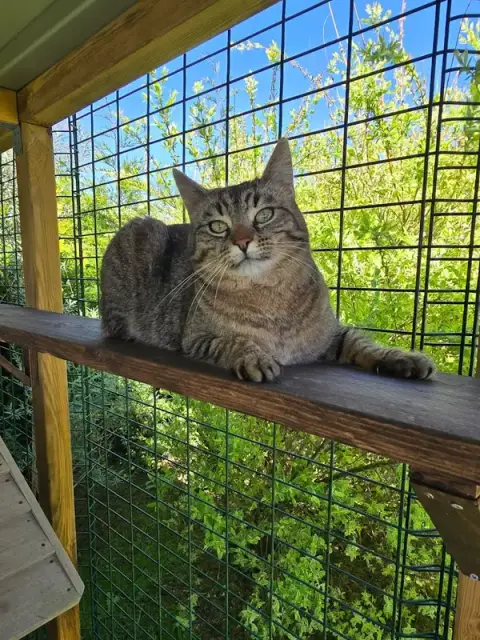 Au Paradis Du Chat