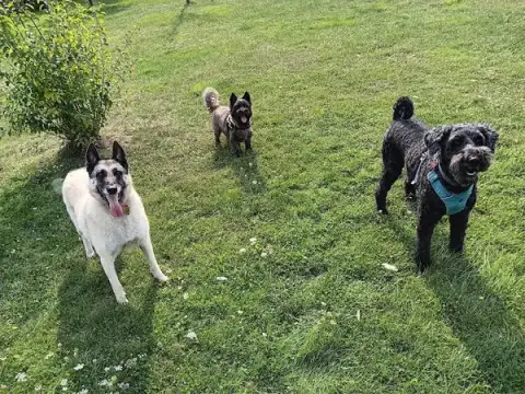 Pension canine Sarthe PEARL FAMILY & CO