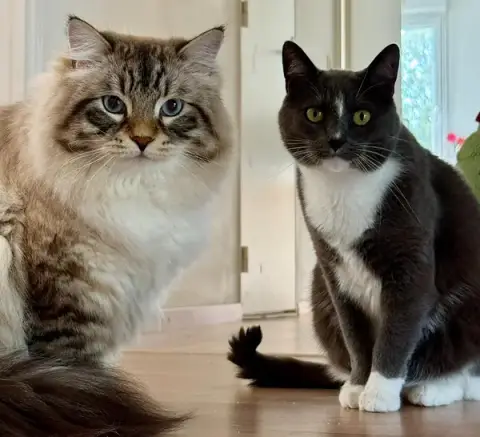 Chris Cats and Co