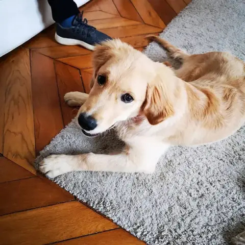 pim'Pets - Éducation et comportement chien et chat