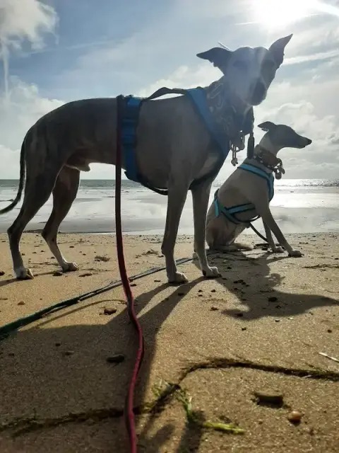 Les Fils du Vent-promenades canines