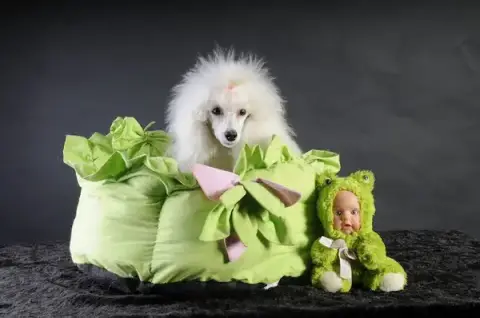A L'eau Les Chiens - Salon Of Toilettage - Cft Training Center Grooming - Isabelle Lechevalier