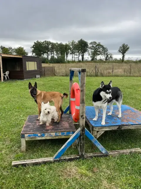Aux Chiens Perchés 51