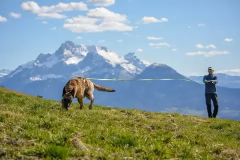 Haut les pattes Mantrailing