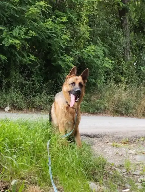 Gresi'dog - Educateur comportementaliste canin Grenoble - Gresivaudan