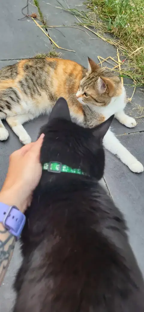 Dans ton regard comportementaliste animalier éducateur canin